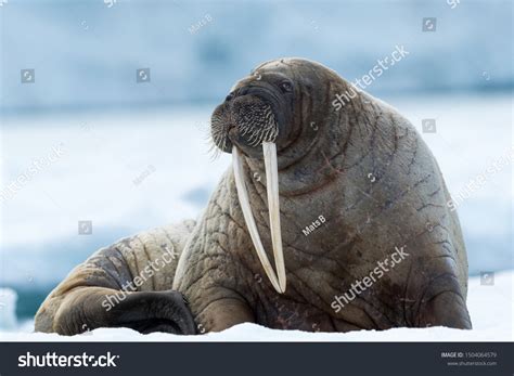 5,973 Walrus Stock Photos, Images & Photography | Shutterstock