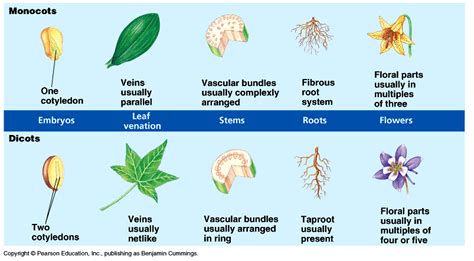 Bananas about Bananas: Classification of Bananas