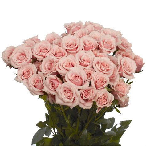Globalrose Fresh Pink Spray Roses (100 Stems - 350 Blooms)-spray-roses-pink-100 - The Home Depot