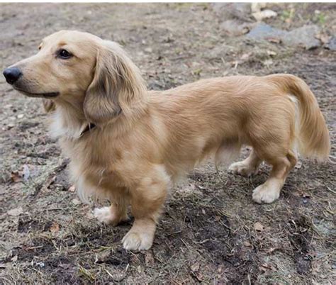 Golden Retriever Dachshund Mix (Golden Dox) Info, Pictures, & Facts | ZooAwesome