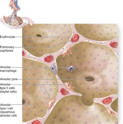 Alveolar Cell Types