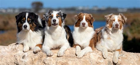 Download Australian Shepherd Dogs Breed Picture | Wallpapers.com