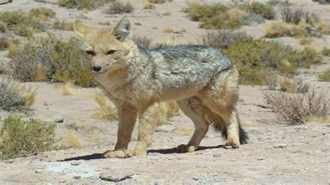 Culpeo Fox, Guia de Fauna. RutaChile