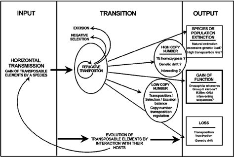 Schematic representation of transposable element evolution in relation... | Download Scientific ...