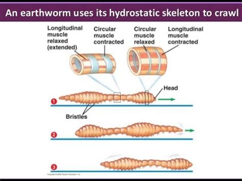 hydrostatic skeleton - YouTube