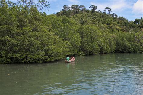 Healthy Mangroves Build a Resilient Community in the Philippines ...