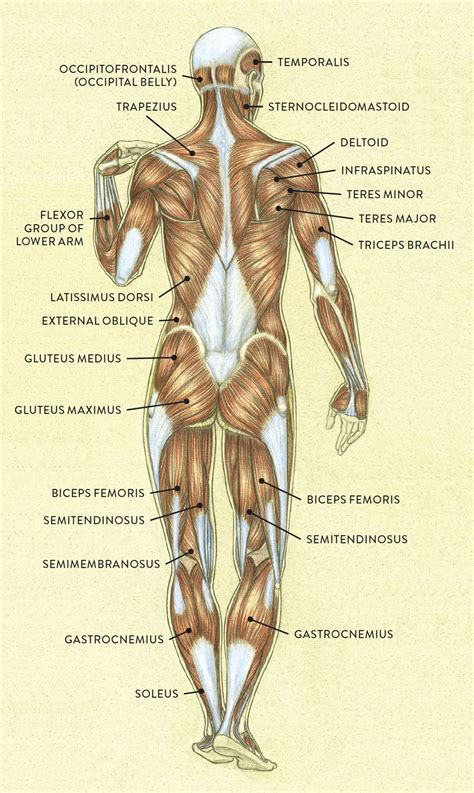 Posterior Anterior Body Diagram