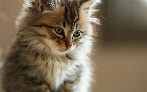 Fond d’écran gratuit: Un magnifique chaton tabby persan • MonChat.ca