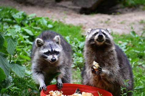 What Do Raccoons Eat in the City? - Wildlife Removal Milton