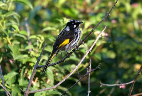 250 Honeyeater Stock Pictures, Editorial Images and Stock Photos ...