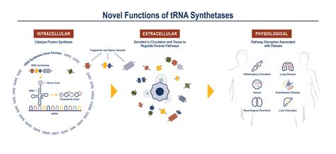 Transfer Rna Biology