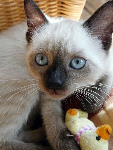 Baby Siamese Kitten | Scarlett. Siamese baby cat | Cats | Pinterest | Siamese cats, Siamese cats ...