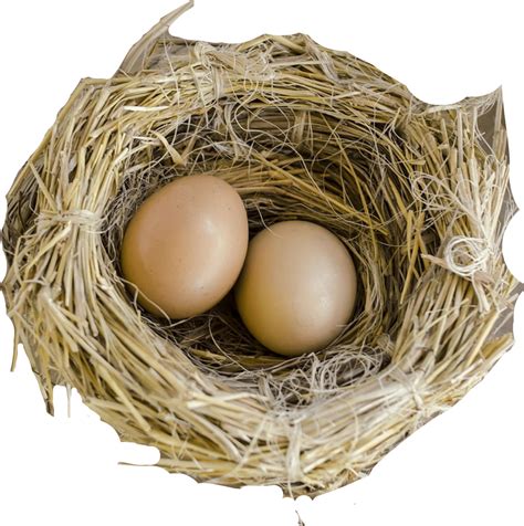 Nest Png Transparent Image Download Free Png Images