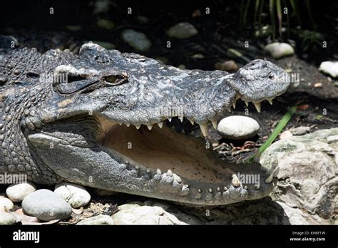 Siamese Crocodile (Crocodylus siamensis), portrait, Thailand *** Local ...