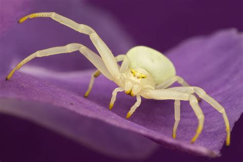 Matt Cole Macro Photography: Crab Spiders