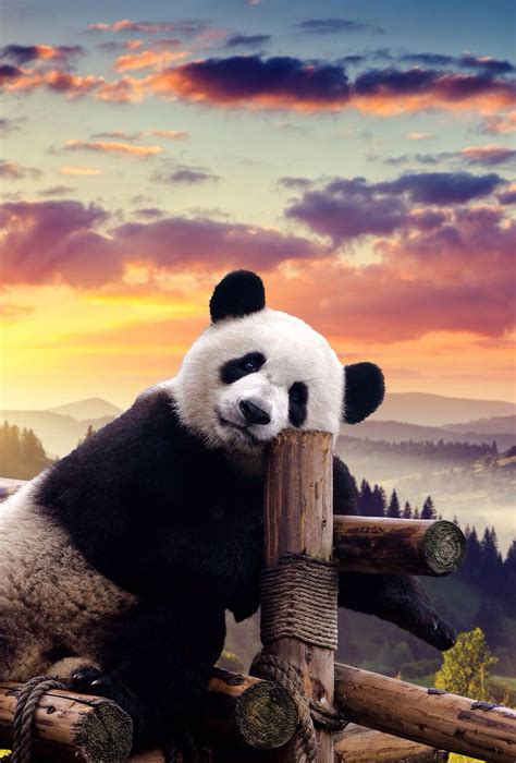 Panda #babypandabears Panda | Cute panda wallpaper, Baby panda bears, Panda bear