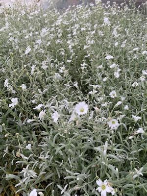 Cerastium tomentosum Show-In-Summer from Colesville Nursery