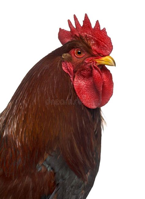 Close Up Welsummer Dutch Rooster Stock Photos - Free & Royalty-Free ...