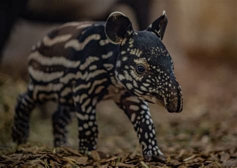 Baby Tapirs Eating