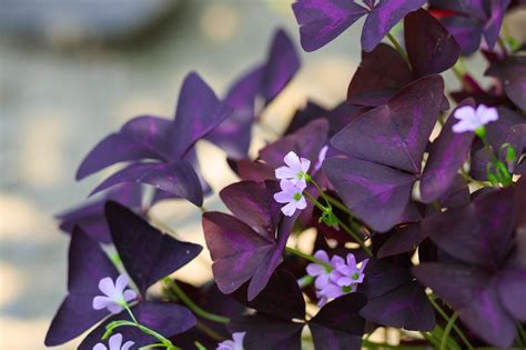 Growing Oxalis Outdoors - Learn About Oxalis Plant Care In Gardens