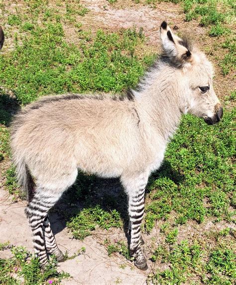 This is a mini zonkey. Offspring of a zebra and a mini donkey : aww