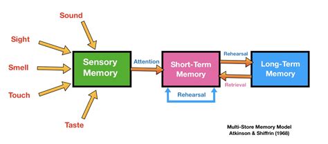 ALEVEL PSYCH Memory Notes | Knowt