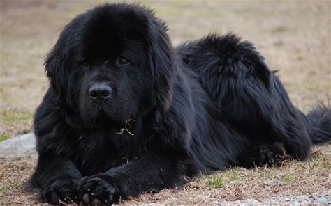 Download wallpapers Newfoundland dog, 4k, big black dog, pets, dogs for desktop free. Pictures ...