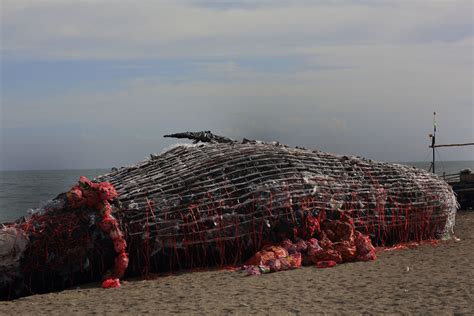 “Dead Whale” Of The Philippines Reminds Us That Ocean Pollution Is ...