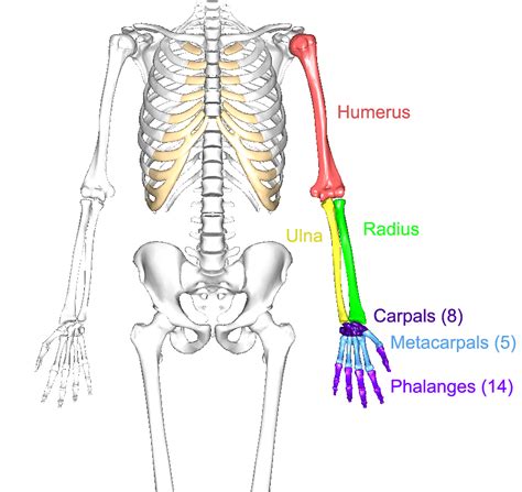 What are limbs? What are their functions?