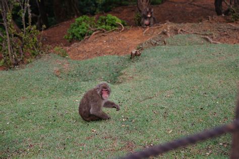 Arashiyama Monkey Park & Bamboo Grove Kyoto: Know Before You Go | Family on Standby