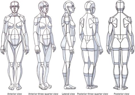 anatomy for artists a visual guide - Lucio Wilhite