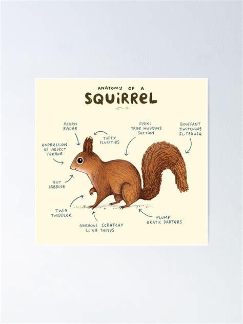 "Anatomy of a Squirrel" Poster by SophieCorrigan | Redbubble