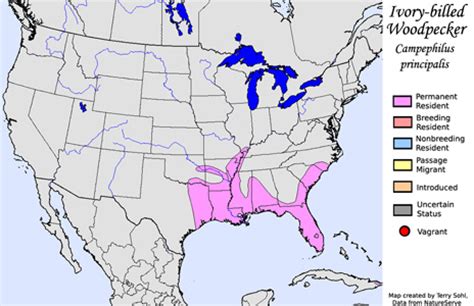 Ivory-billed Woodpecker - Campephilus principalis