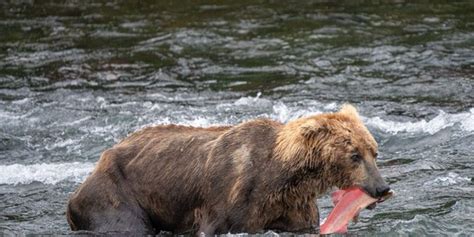 Alaska Fat Bear Week celeb makes late return to national park cam after worrying fans | Fox Weather