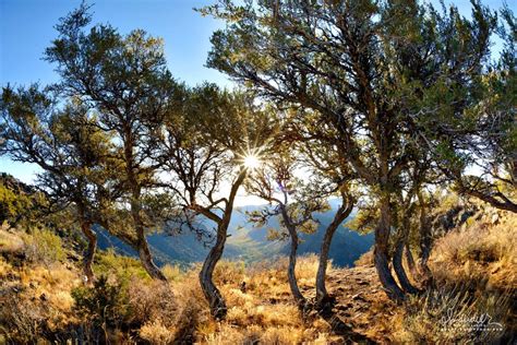 Steens Mountain Mountain Mahogany - Oregon Photography