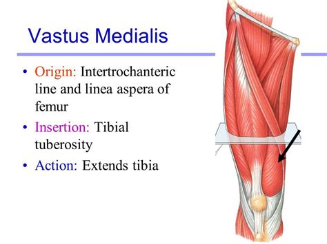 vastus medialis origin and insertion - Google Search | Physical therapy school, Anatomy and ...