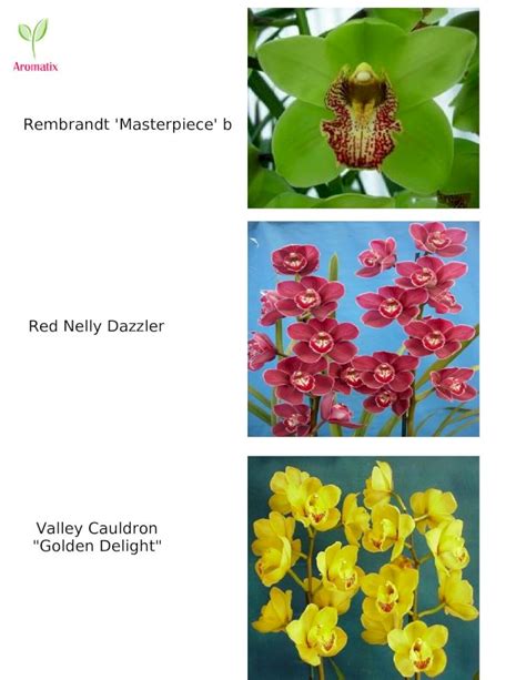 (DOC) Cymbidium Varieties - DOKUMEN.TIPS