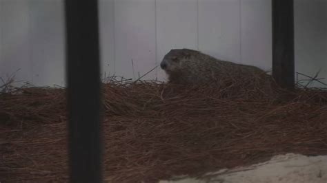 Early spring or 6 more weeks of winter? Georgia groundhogs make 2023 predictions – WSB-TV ...