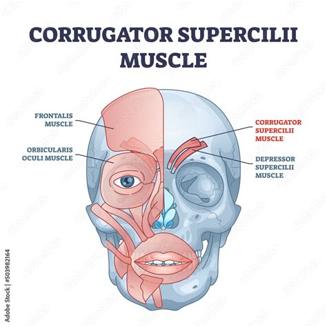 Corrugator supercilii muscle anatomy for eyebrows movement outline ...