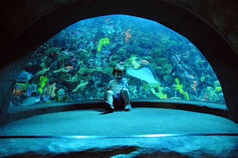 Tourism: Tennessee Aquarium