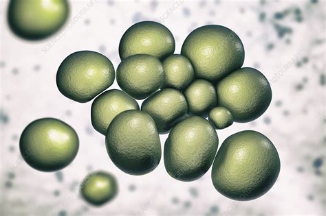 Ureaplasma urealyticum bacteria, illustration - Stock Image - F029/7561 ...