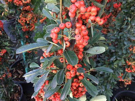 Pyracantha/Firethorn | Southwest Nursery | Wholesale Landscaping Supplies | Dallas | Fort Worth