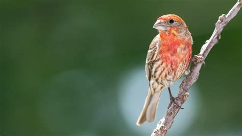 Backyard Winter Birds In Ohio