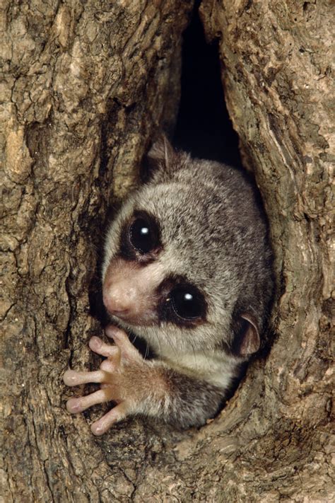 The Dwarf Lemur: A "Tail" of Torpor - Duke Lemur Center