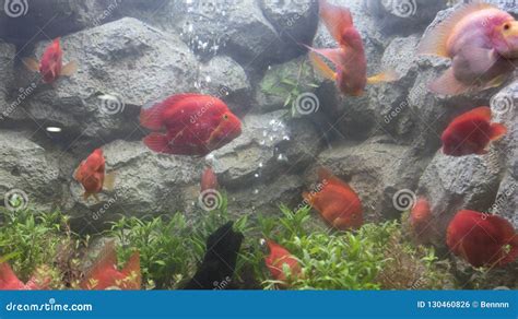 Red blood parrot fish stock photo. Image of plant, pets - 130460826