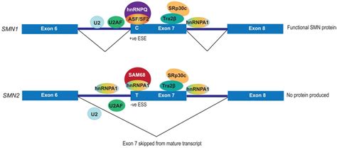 Figure 1.1 from Applications of antisense oligonucleotides in designing ...