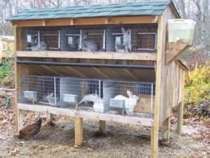 How To Start Rabbit Farming In Nigeria Or Africa (Business Pan + Guide)