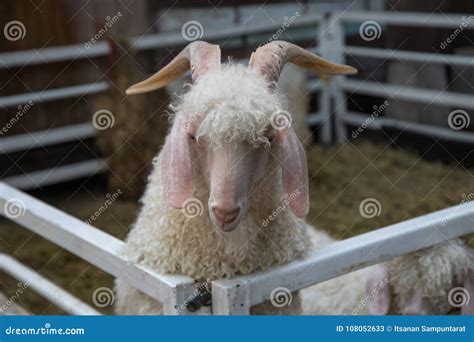 Mohair Angora Goat stock image. Image of female, herd - 108052633