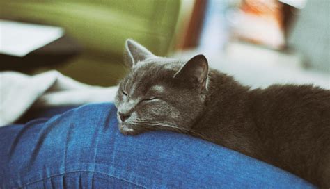 How can you tell if your cat is in pain? | FirstVet