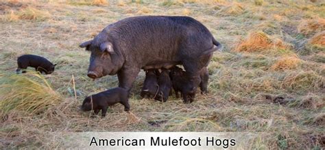 30 best Hog Breeds and Species images on Pinterest | Pigs, Little pigs and Pig breeds